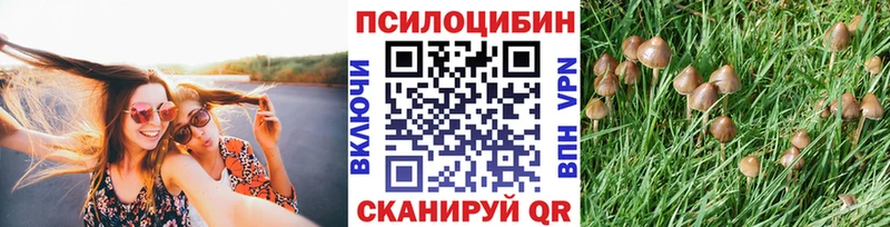 гидра ссылка  Котовск  Галлюциногенные грибы Psilocybine cubensis 