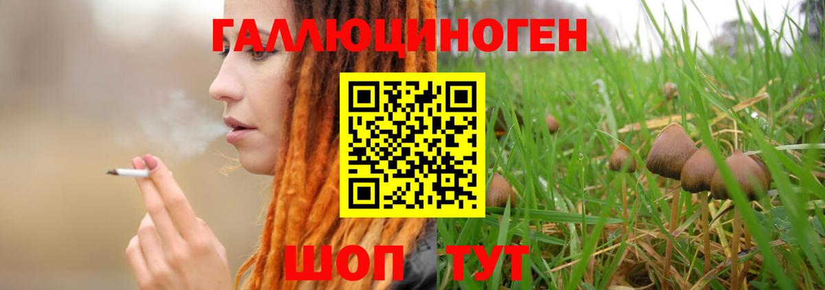 Галлюциногенные грибы Psilocybe Котовск